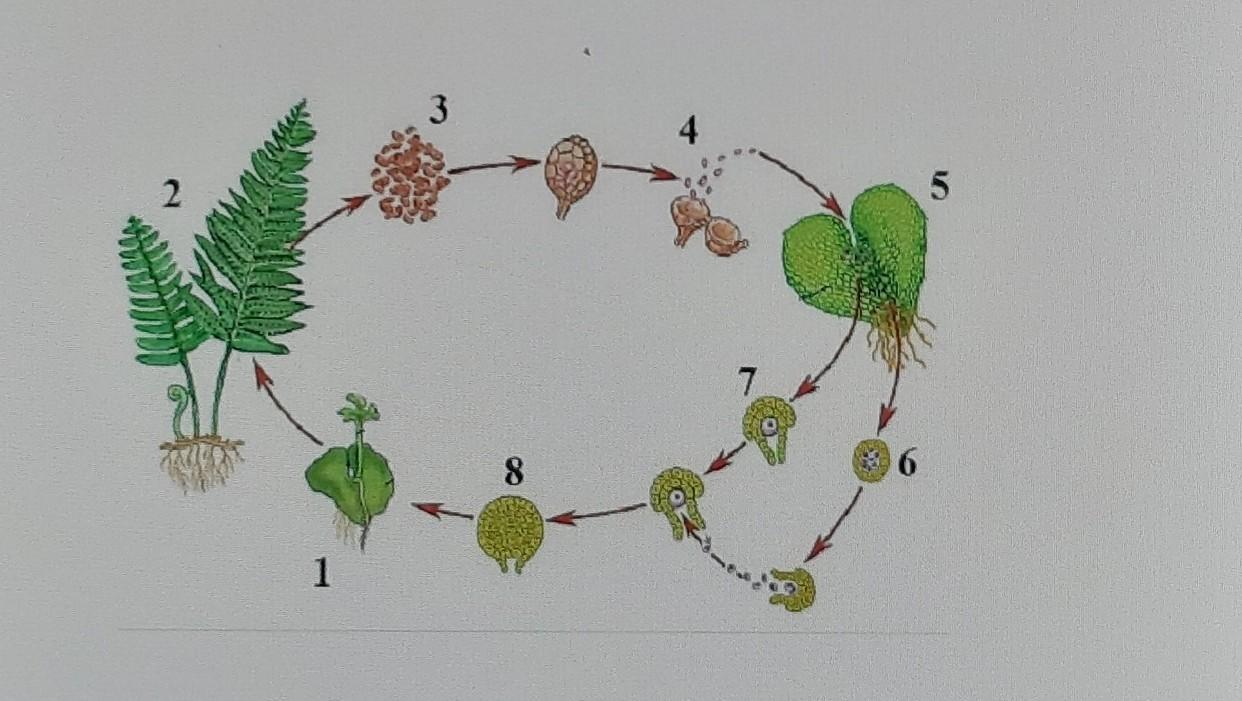 Рассмотрите рисунок жизненный цикл папоротника