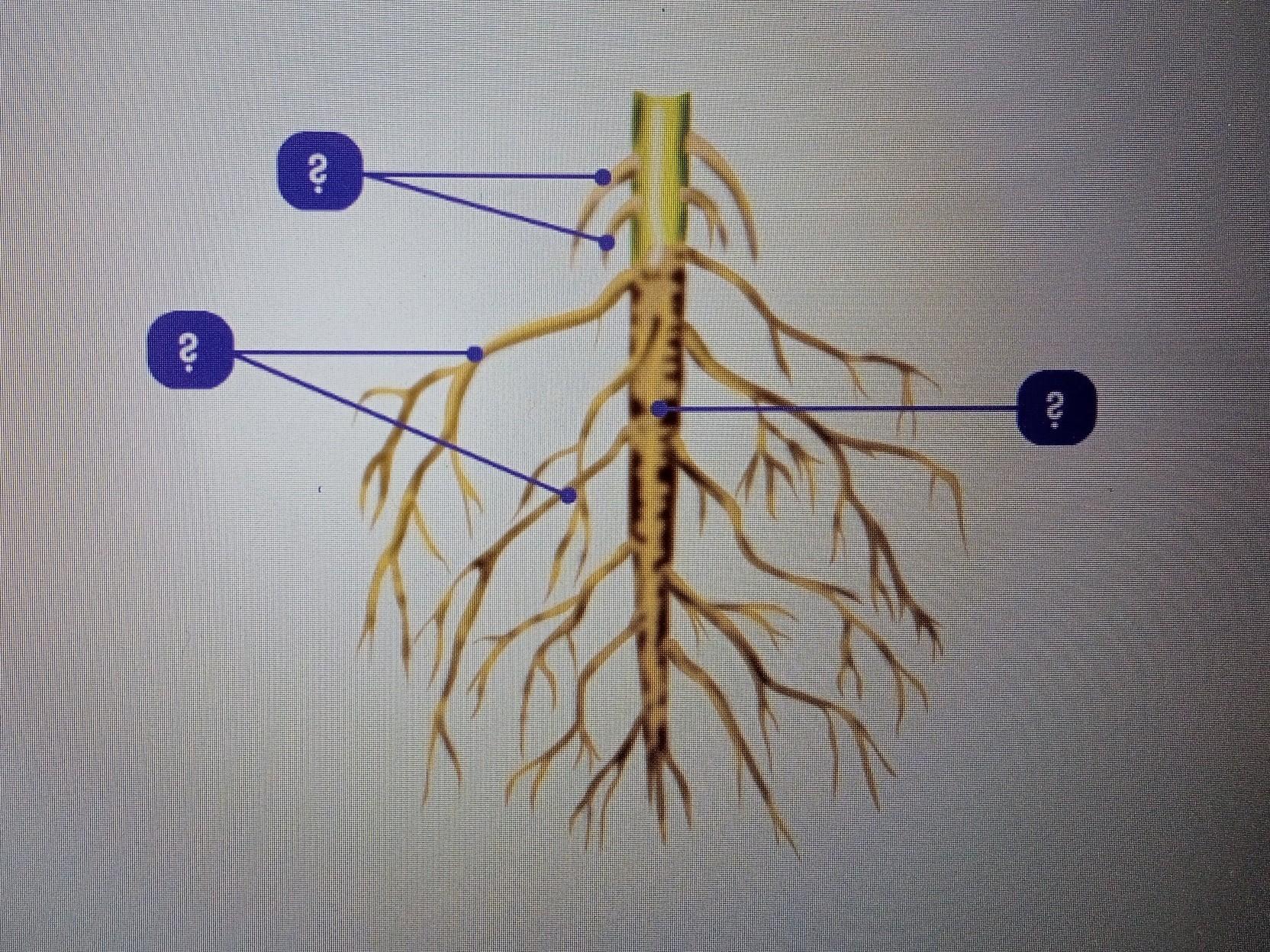 Придаточные корни на листе. Боковые корни. Боковые и придаточные корни. Придаточные боковые и главный корень. Главный корень рисунок.
