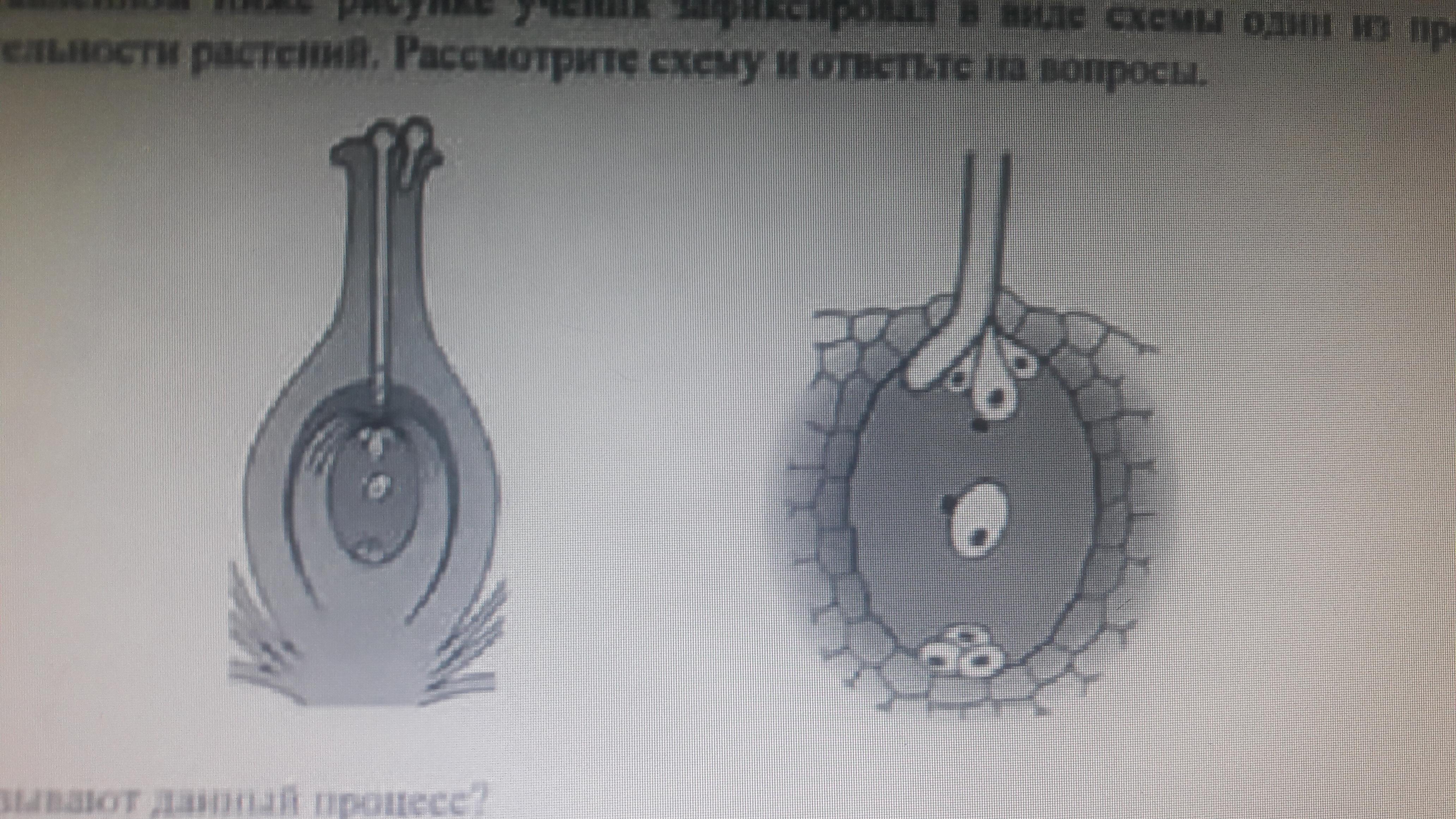 Ниже на рисунке 1 2. Схемы процессов жизнедеятельности растений ученик зафиксировал. На представленном ниже рисунке ученик. Как называется данный процесс. Один из процессов жизнедеятельности.