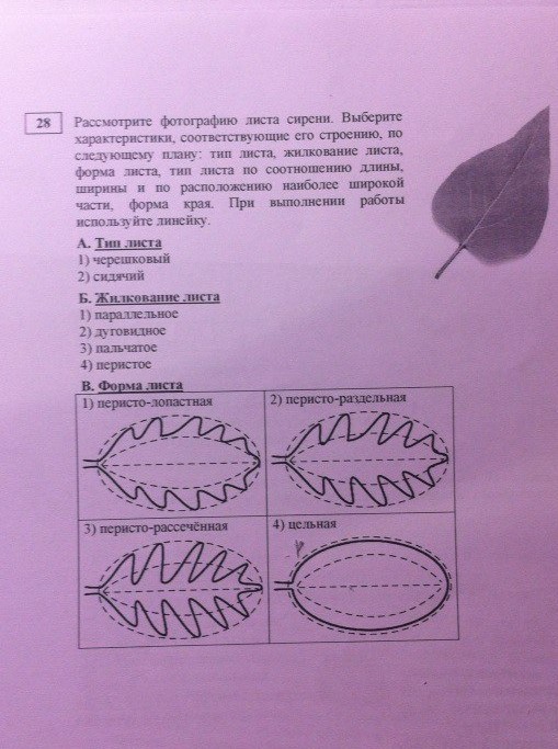 Форма листа сирени по биологии 6 класс