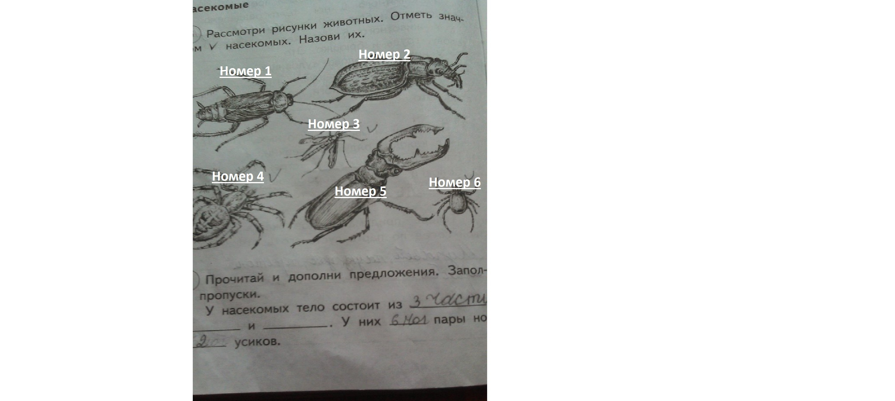 Рассмотрите рисунки назовите сказки 3 класс