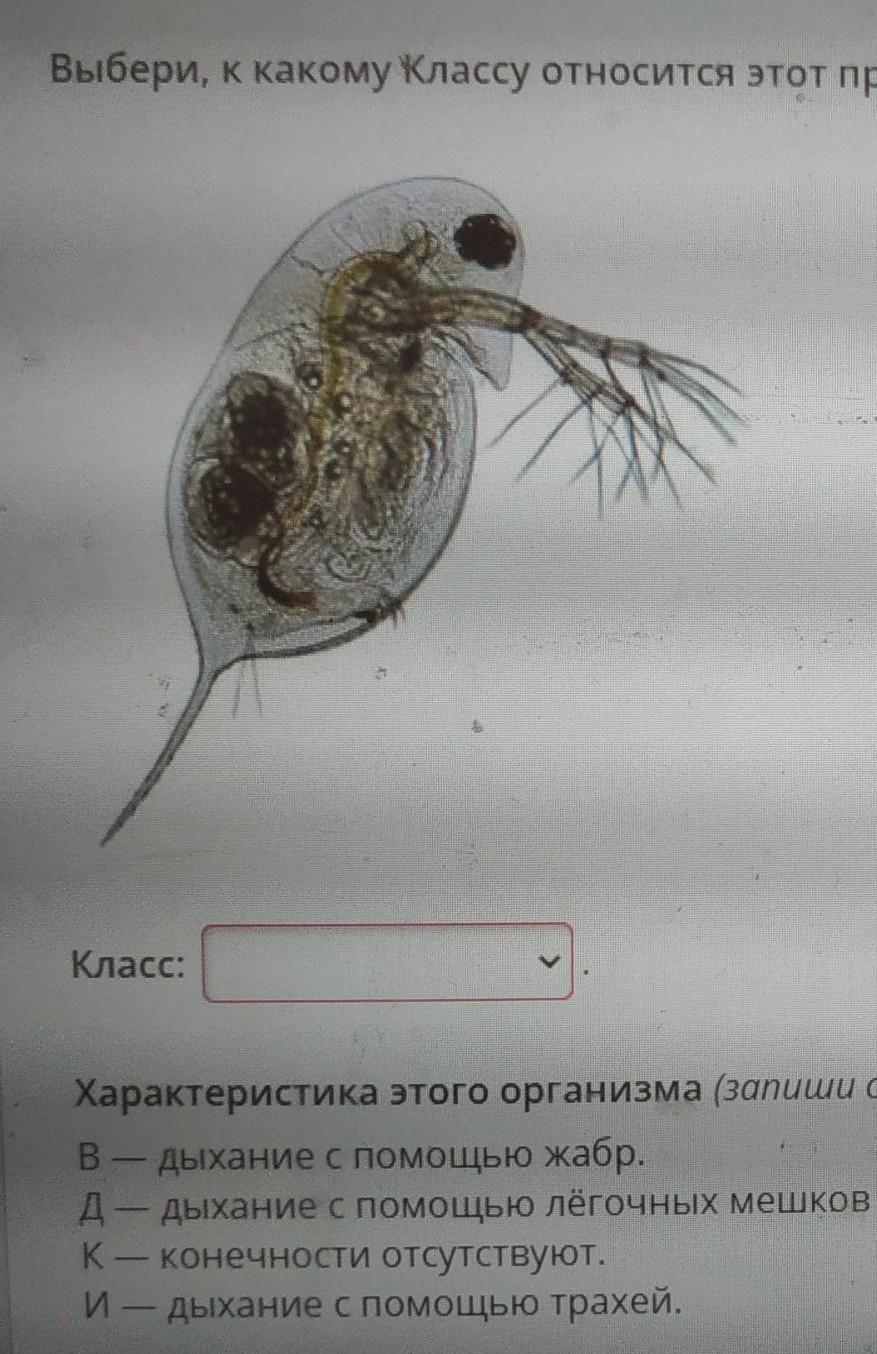 Определи к какому классу относится. Отметь к какому классу относится. Отметь к какому классу относится этот представитель. К какому классу оно относится?. К какому классу относится мальки.