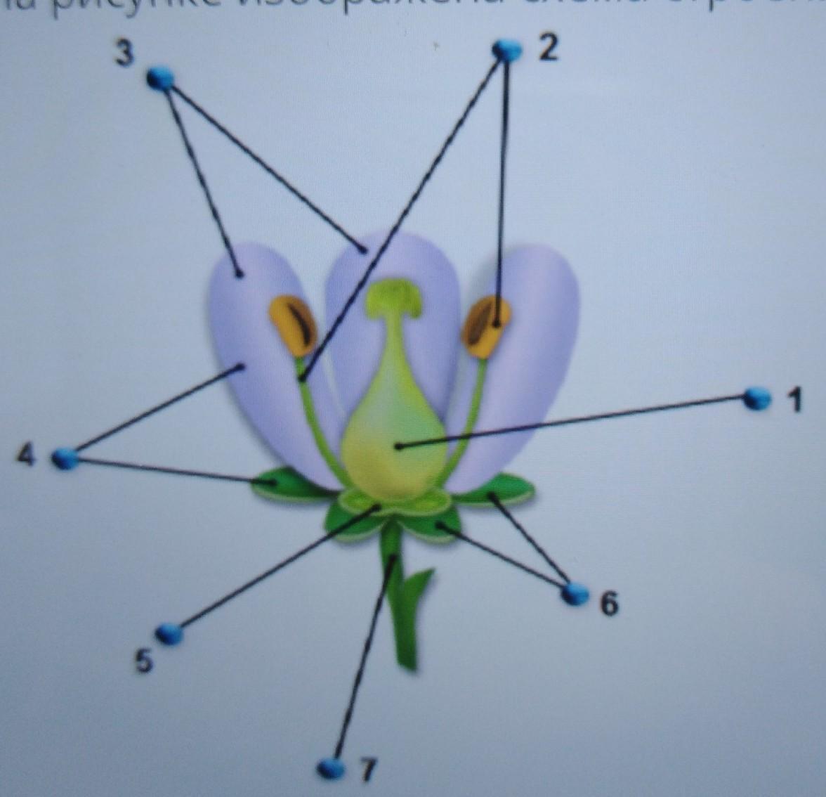 На рисунке изображена схема строения цветка