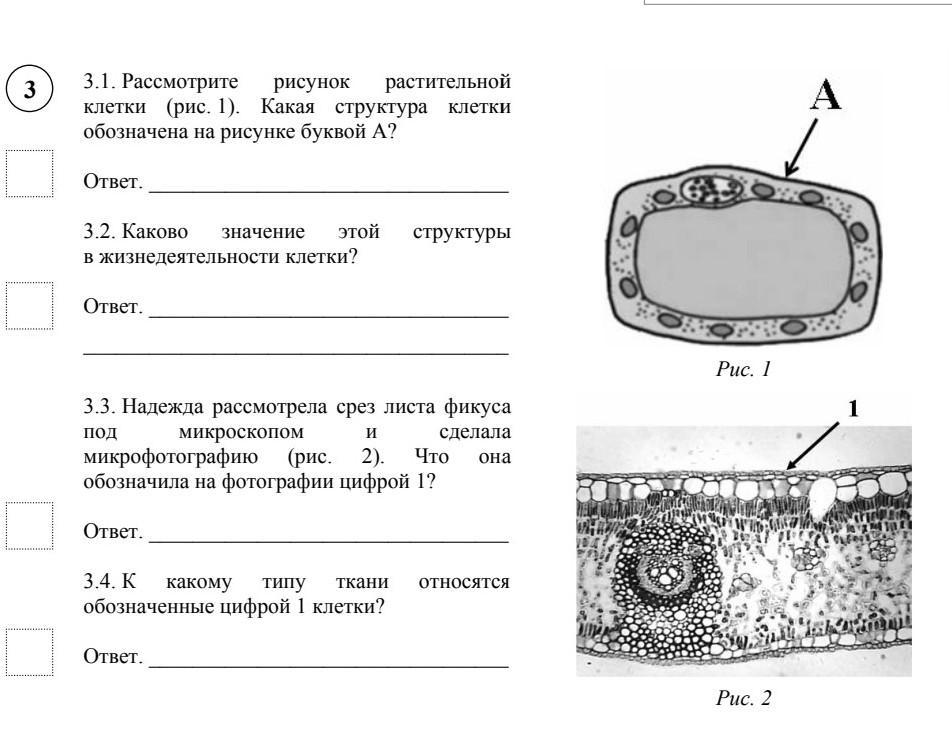 Рисунок растительной клетки биология 6 класс впр