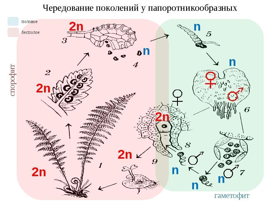 Каким номером на рисунке обозначен гаметофит растения бесполое поколение которого не имеет корней