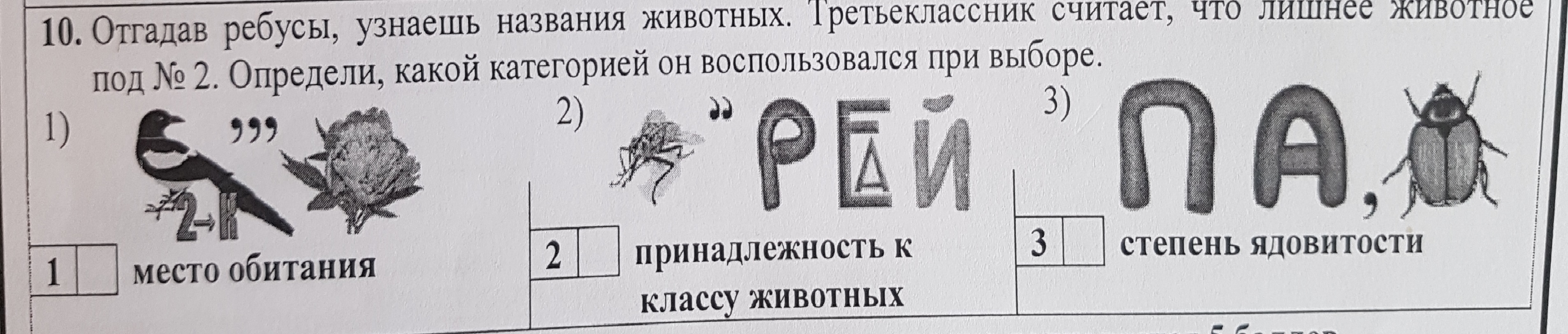 Камень ребус слушать. Ребусы с названиями животных. Разгадай ребус. Ребусы по окружающему миру. Ребусы 4 класс.