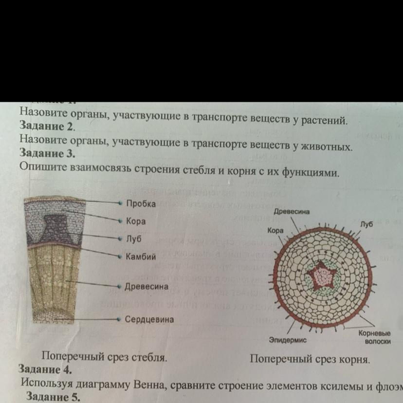 Поперечные срезы стебля и корня