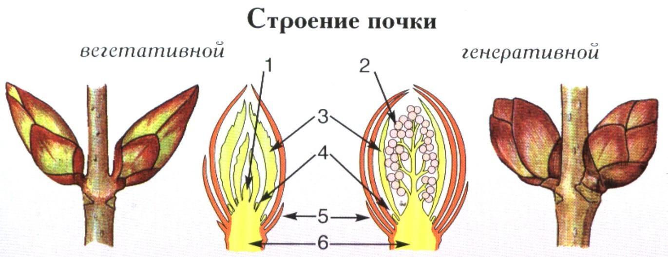 Строение побега рисунок с подписями