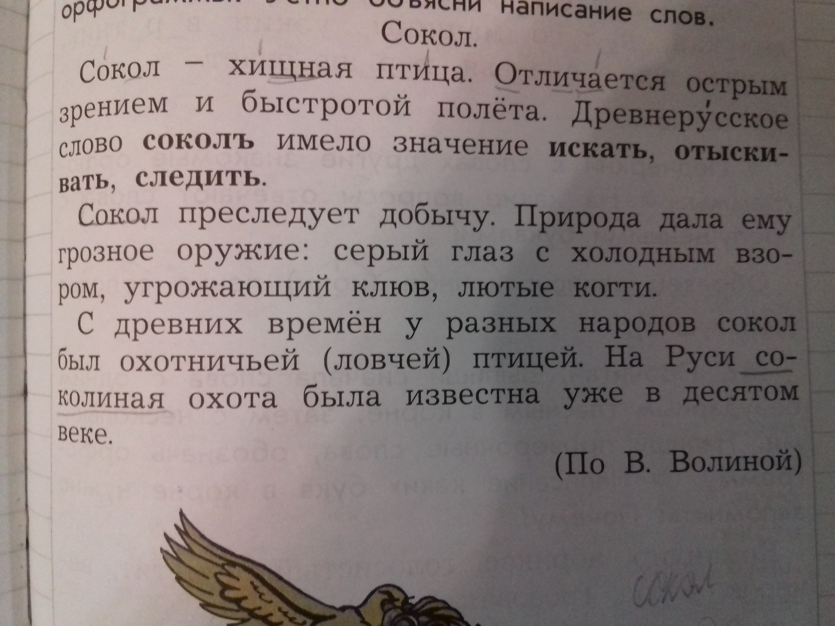 Прочитай текст найди и выпиши. Предложение со словом Сокол. 3 Предложения со словом Сокол. Предложение со словом Грозный. Тексты про Сокола.