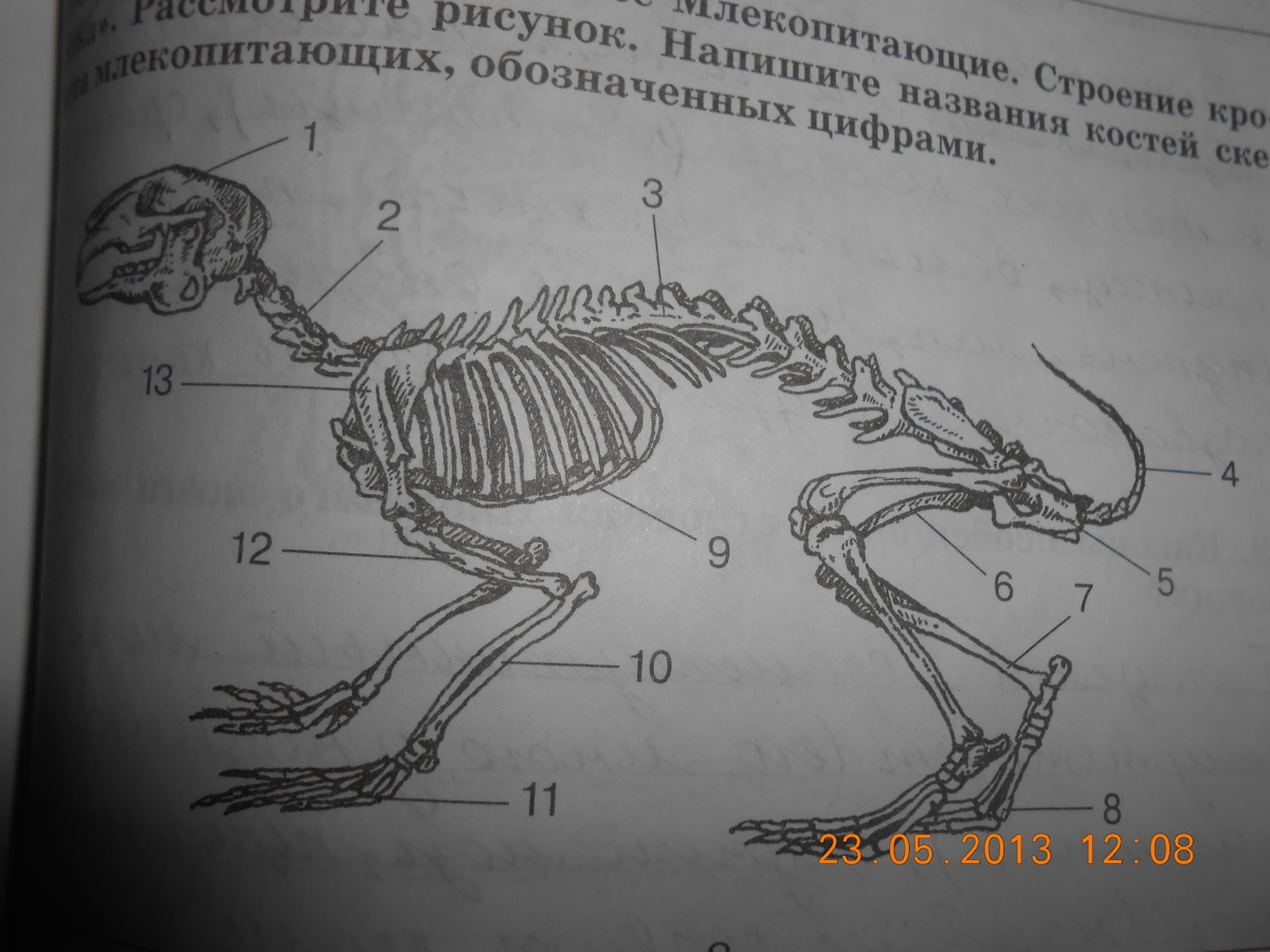 Рассмотрите рисунок напишите названия костей скелета млекопитающих