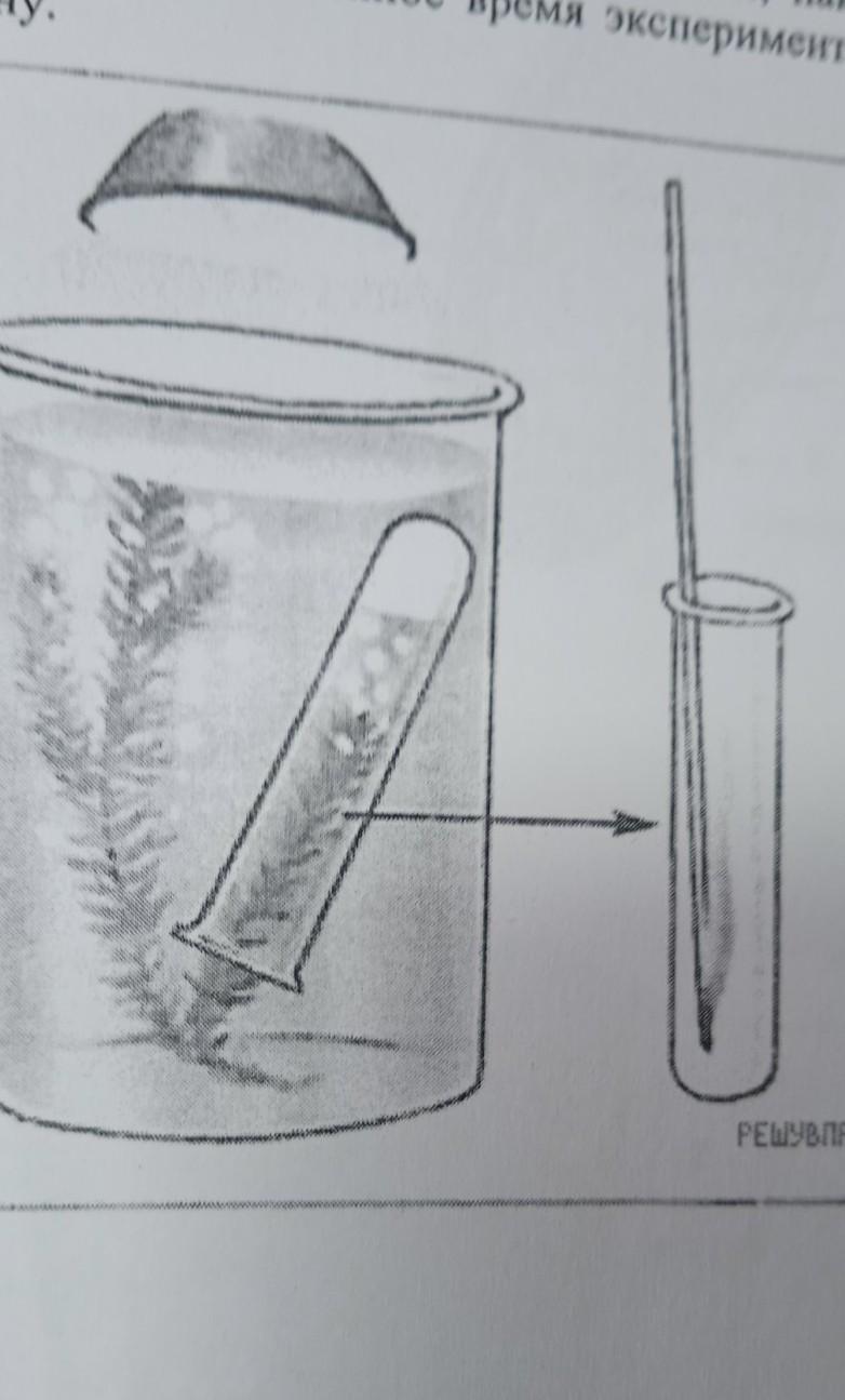 На изображенном на рисунке проводится опыт экспериментатор поместил элодею в стакан ответы
