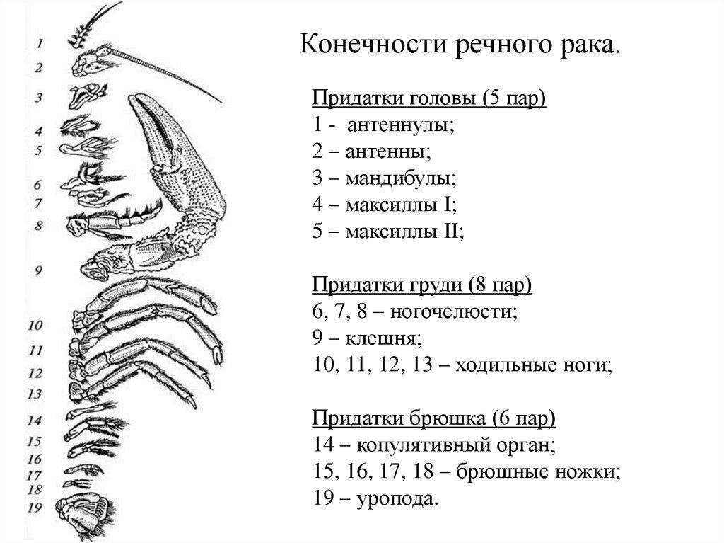 Конечности речного рака рисунок