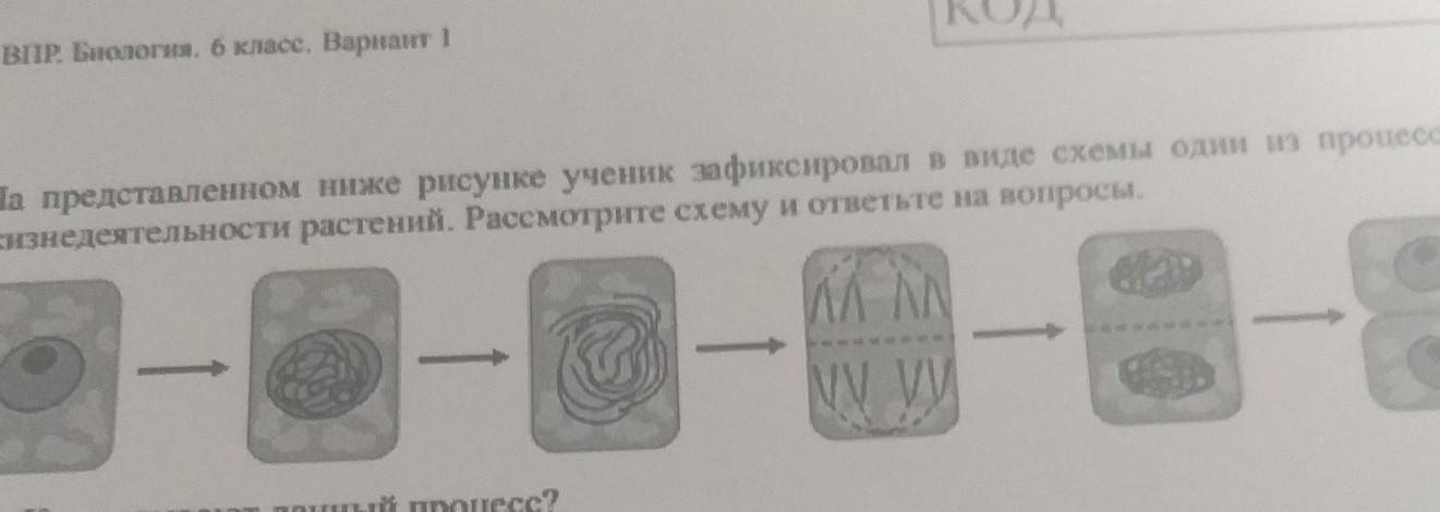 На представленной ниже фотографии зафиксирован один из процессов жизнедеятельности растений