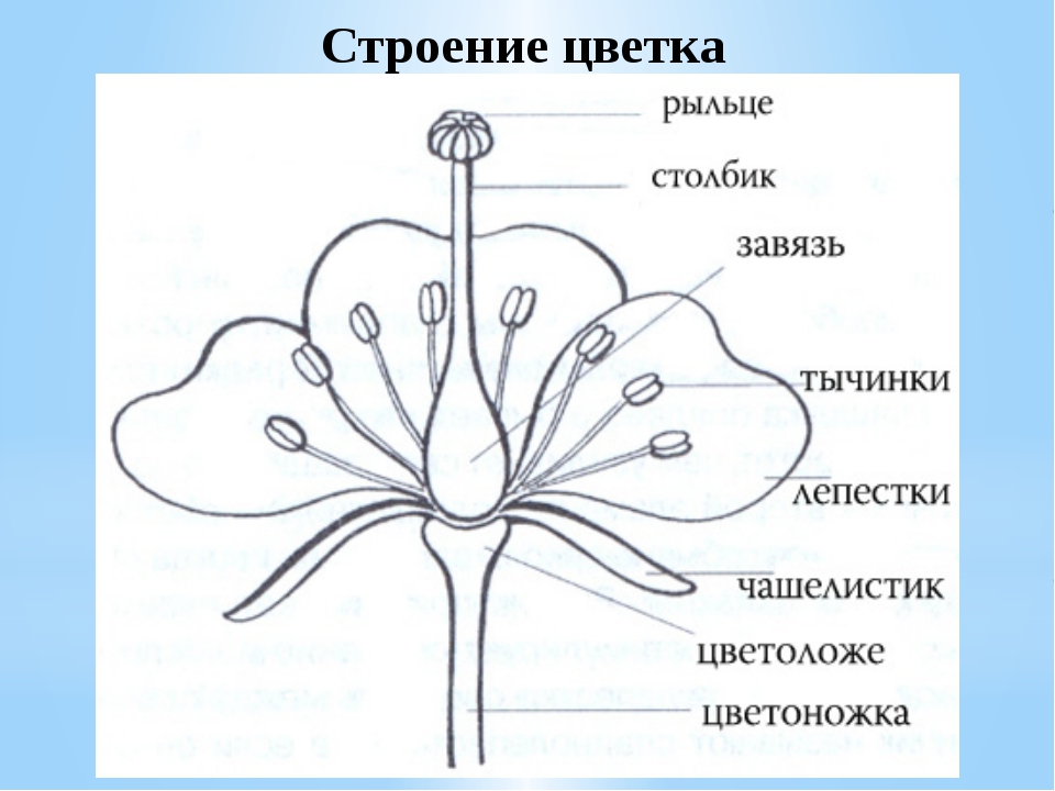 Рассмотрите рисунок сравните строение цветка вишни и тюльпана подпишите их основные части и назовите