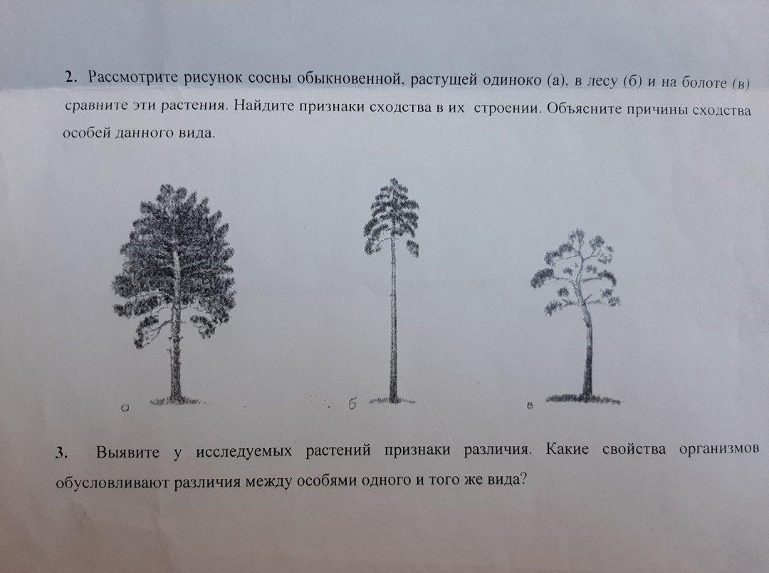 Рассмотрите рисунок ответьте на вопросы где росла старая сосна