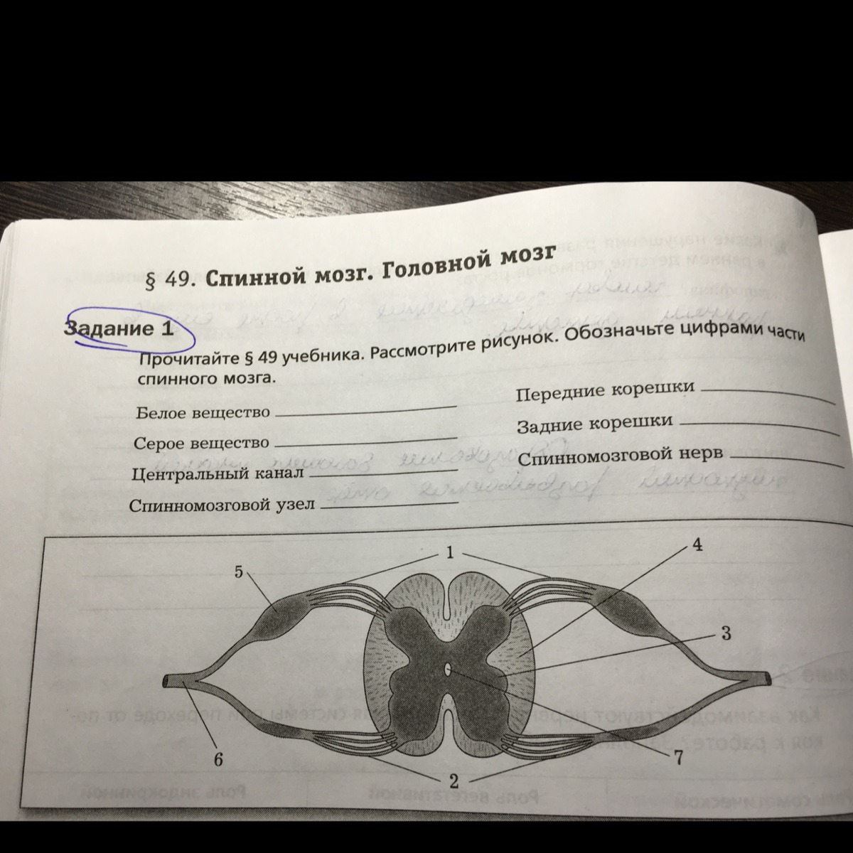 Прочитай 1 параграф. Обозначьте цифрами части спинного мозга. Части спинного мозга обозначенные цифрами. Спинной мозг задания 8 класс. Обозначьте цифрами части спинного мозга ответы.