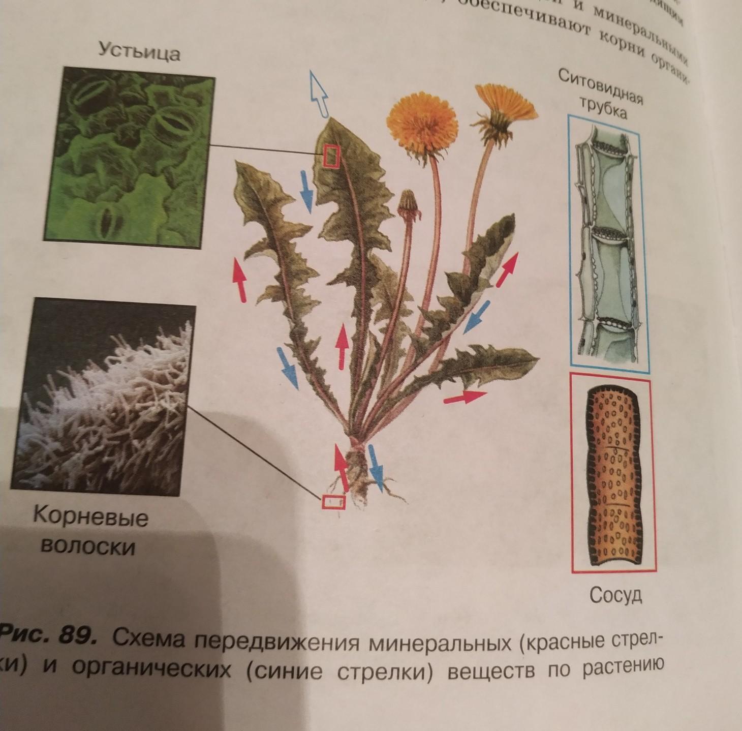 Используя рисунок 89 составьте рассказ о передвижении веществ у растений