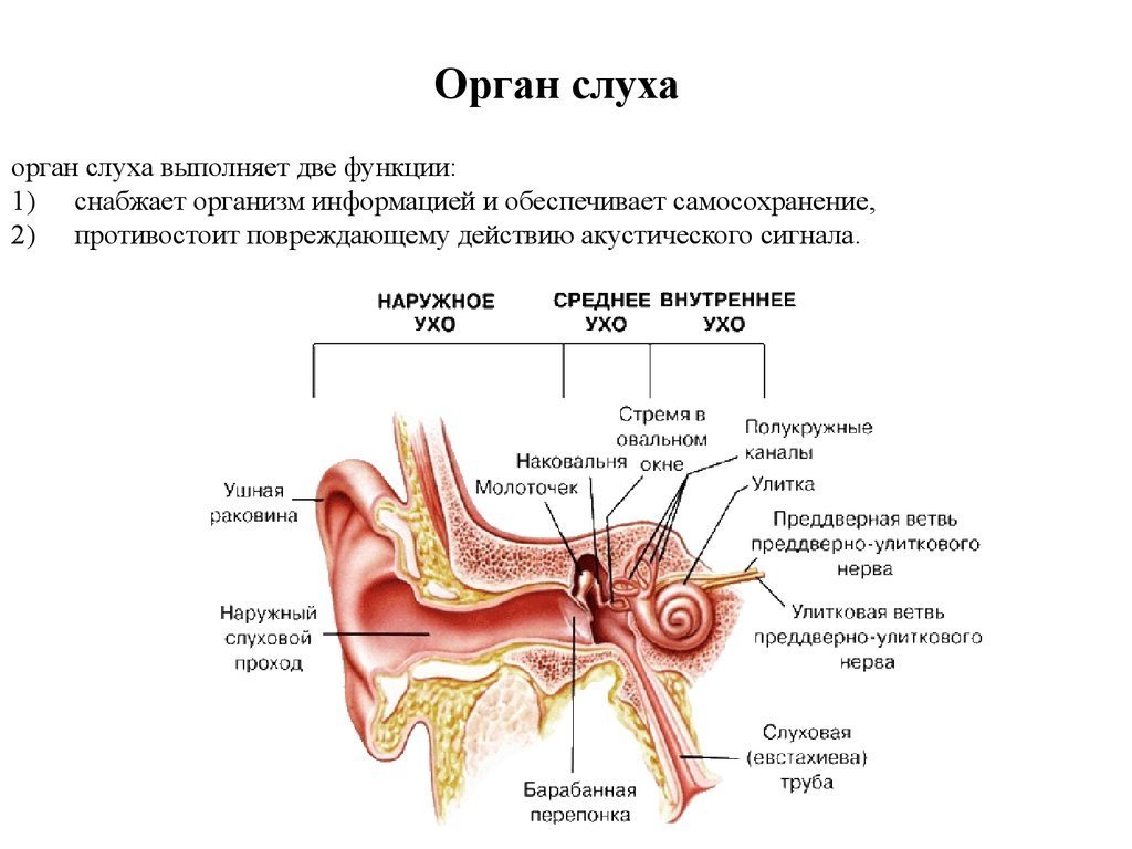 Какое значение органа слуха. Слуховой анализатор строение и функции физиология. Строение слухового отдела уха слуховой анализатор. Строение строение слухового анализатора. Отделы и структуры слухового анализатора.