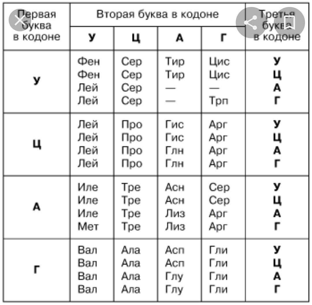 На фрагменте одной цепи днк нуклеотиды расположены в последовательности аагтцтацгтат нарисуйте схему