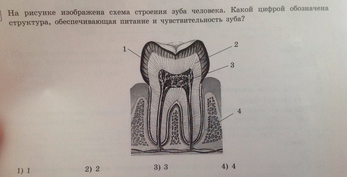 Гребень впр. Строение зуба. Строение зуба рисунок. Структура строение зуба. Зарисовка строения зуба.