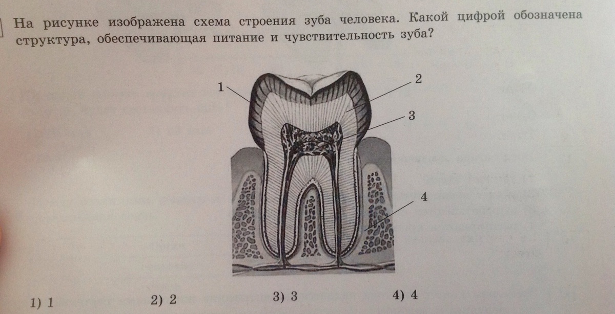 На рисунке изображено исследование. Задание схема строение зуба. Изобразите схему строения зуба. На рисунке изображено строение зуба. Строение зуба ОГЭ.