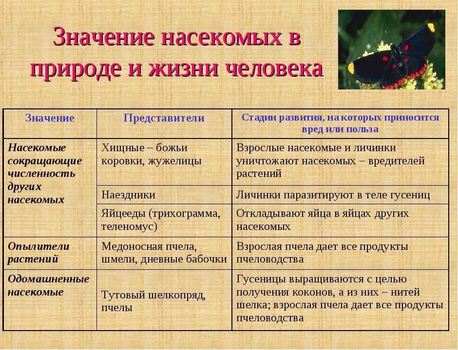 Многообразие насекомых значение насекомых