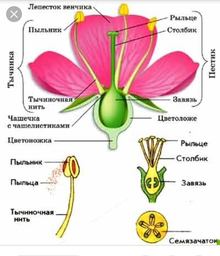 Строение цветка схема 41 5 класс