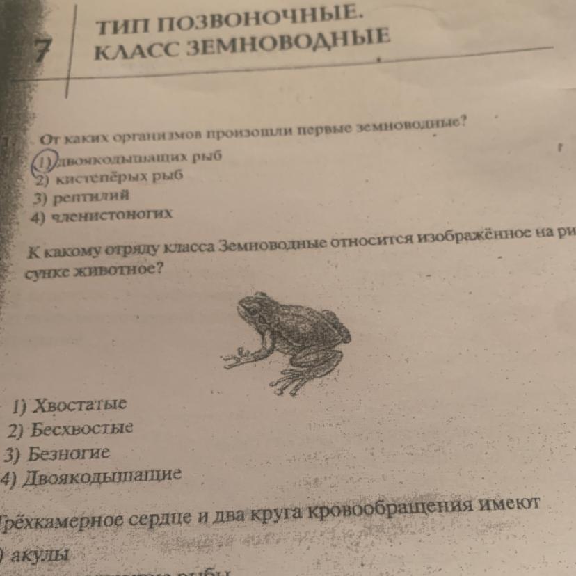 К какому классу относится изображенное животное