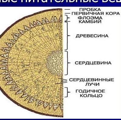 Что такое пробковый слой в древесине. Годичные кольца дерева. Годичное кольцо какая ткань. Формирование годичных колец. Годичное кольцо какая ткань.