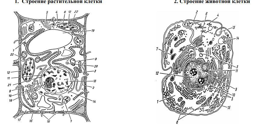 Растительная клетка без надписей
