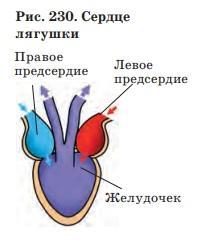 В желудочке земноводных находится кровь. Схема строения сердца земноводного. Схема строения сердца лягушки рисунок.
