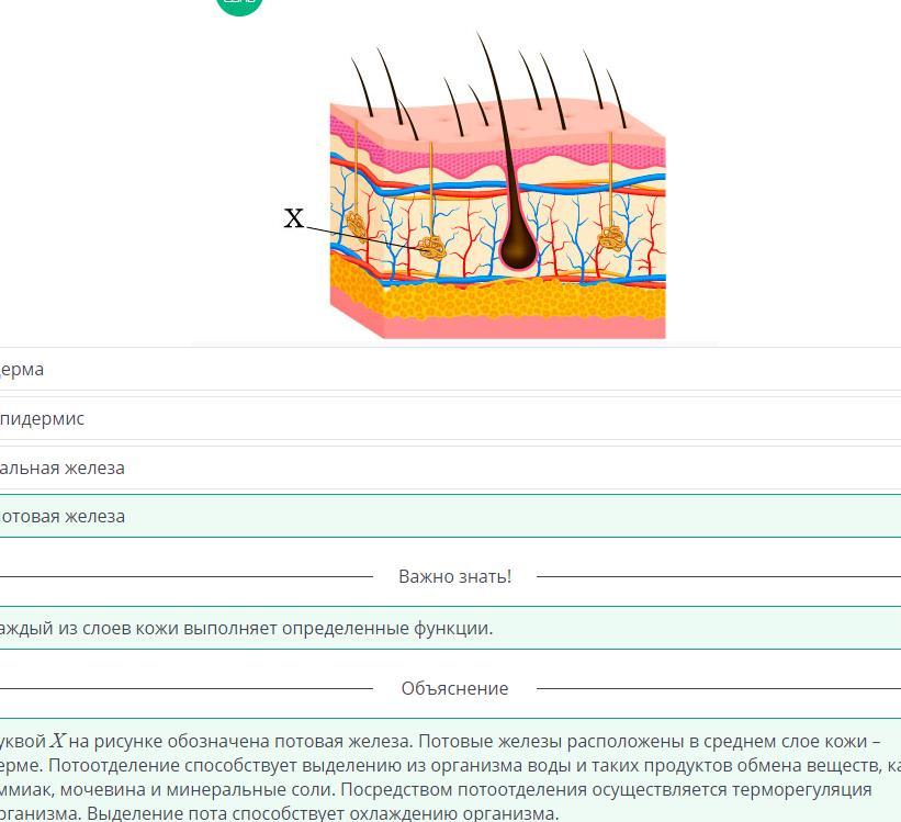 Рассмотрите рисунок строения кожи какое образование кожи обозначено цифрой 1 потовая железа