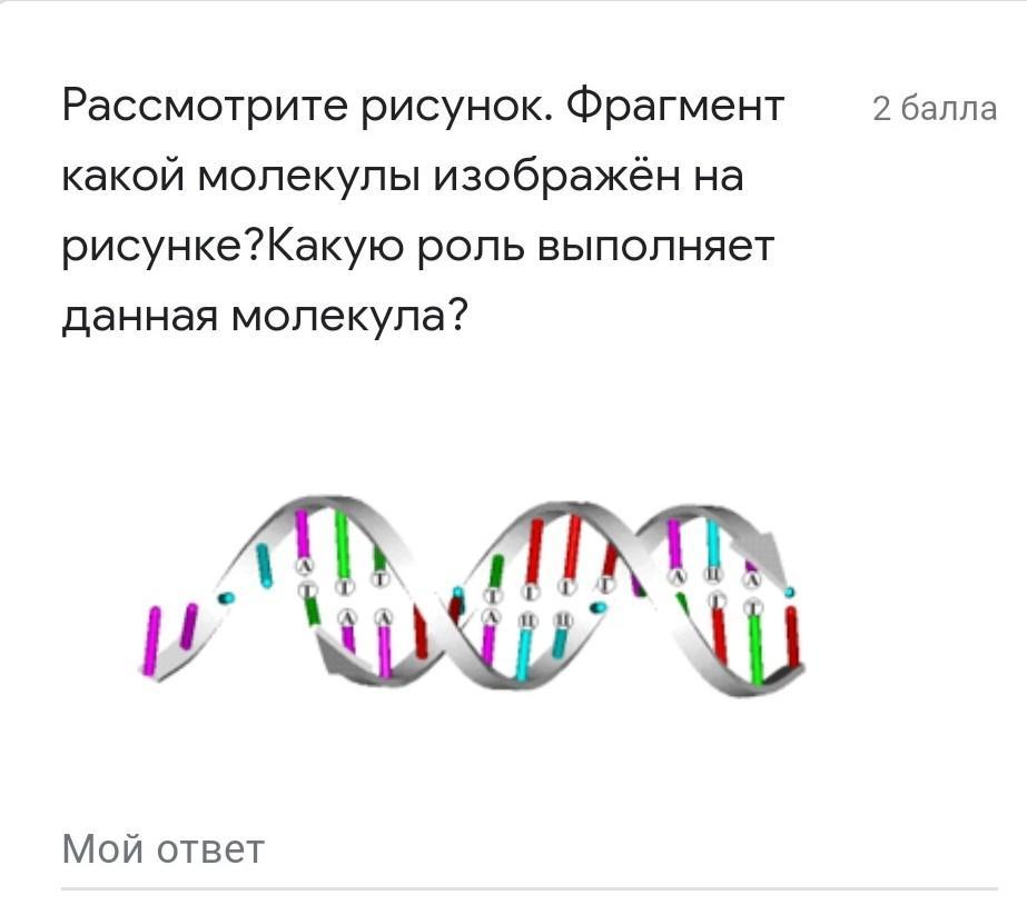 Все перечисленные ниже признаки кроме двух используются для описания изображенных на рисунке молекул