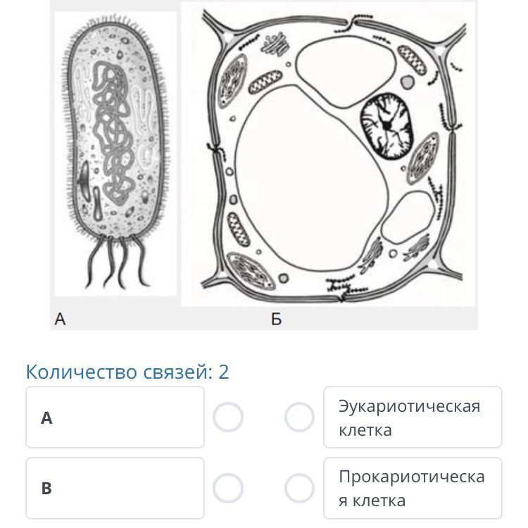 Какая клетка изображена. Клетка растения контур. Растительная животная бактериальная клетка ЕГЭ. Клетки животные растительные и бактериальные. Клетка царство организмов.