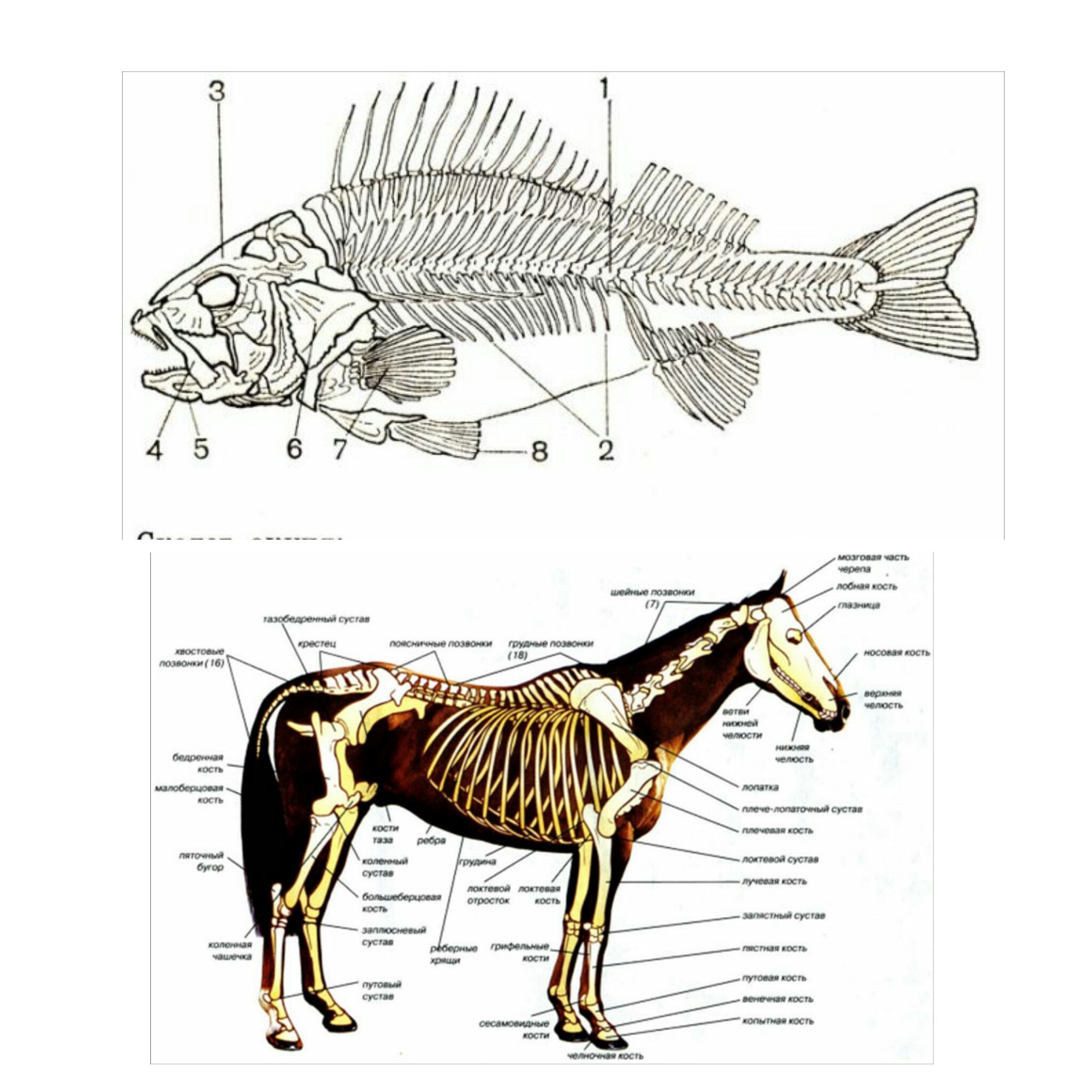 Рыба лошадь. Осевой скелет лошади анатомия. Осевой скелет рыб. Позвоночник лошади. Хребет лошади.