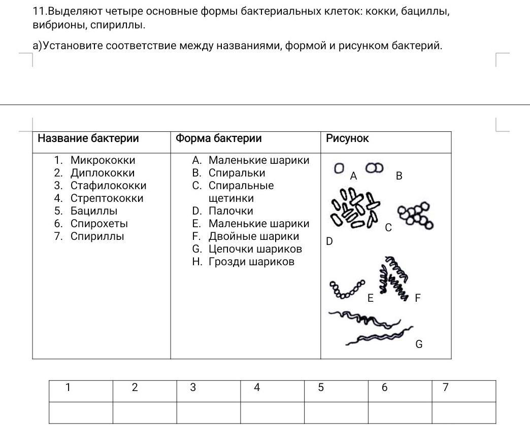 Схема формы бактерий