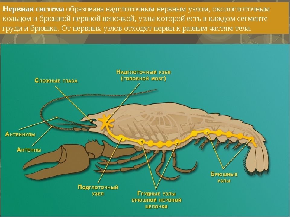 Нервная система ракообразных схема