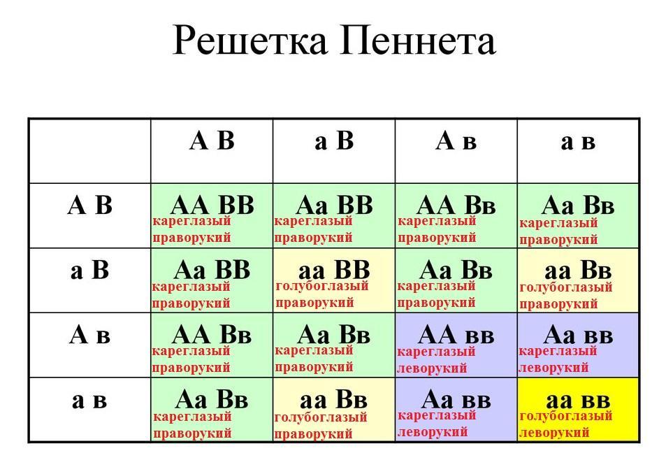 У человека ген карих глаз. У человека ген карих глаз доминирует. Ген карих глаз доминирует над геном. У человека ген карих глаз доминирует над геном голубых глаз. У человека ген определяющий карие глаза доминантный.