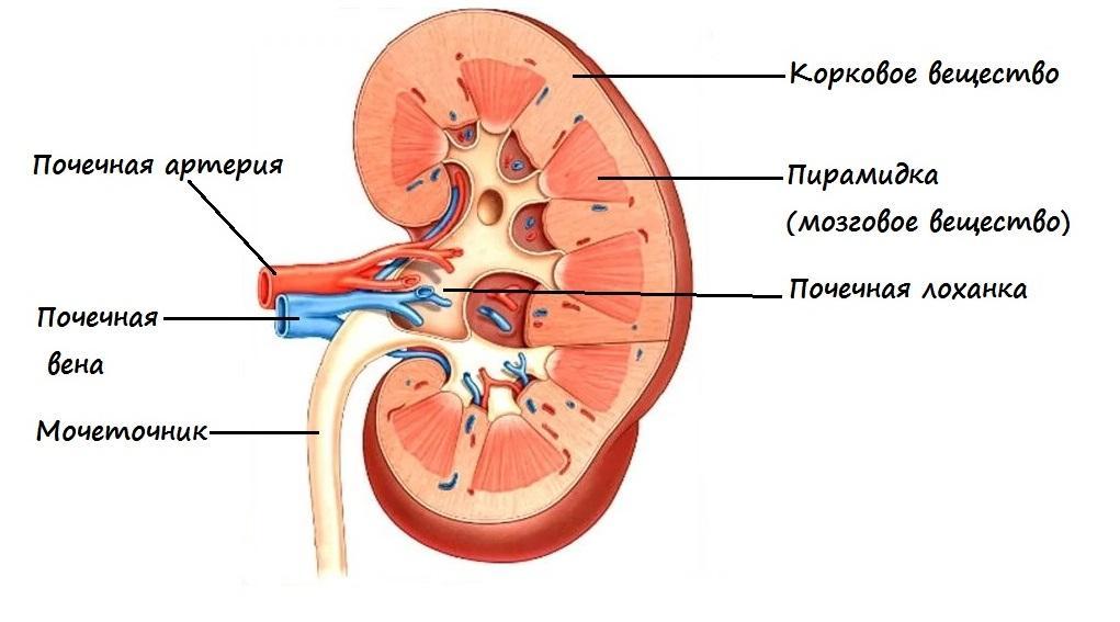 Схема строения почек у млекопитающих