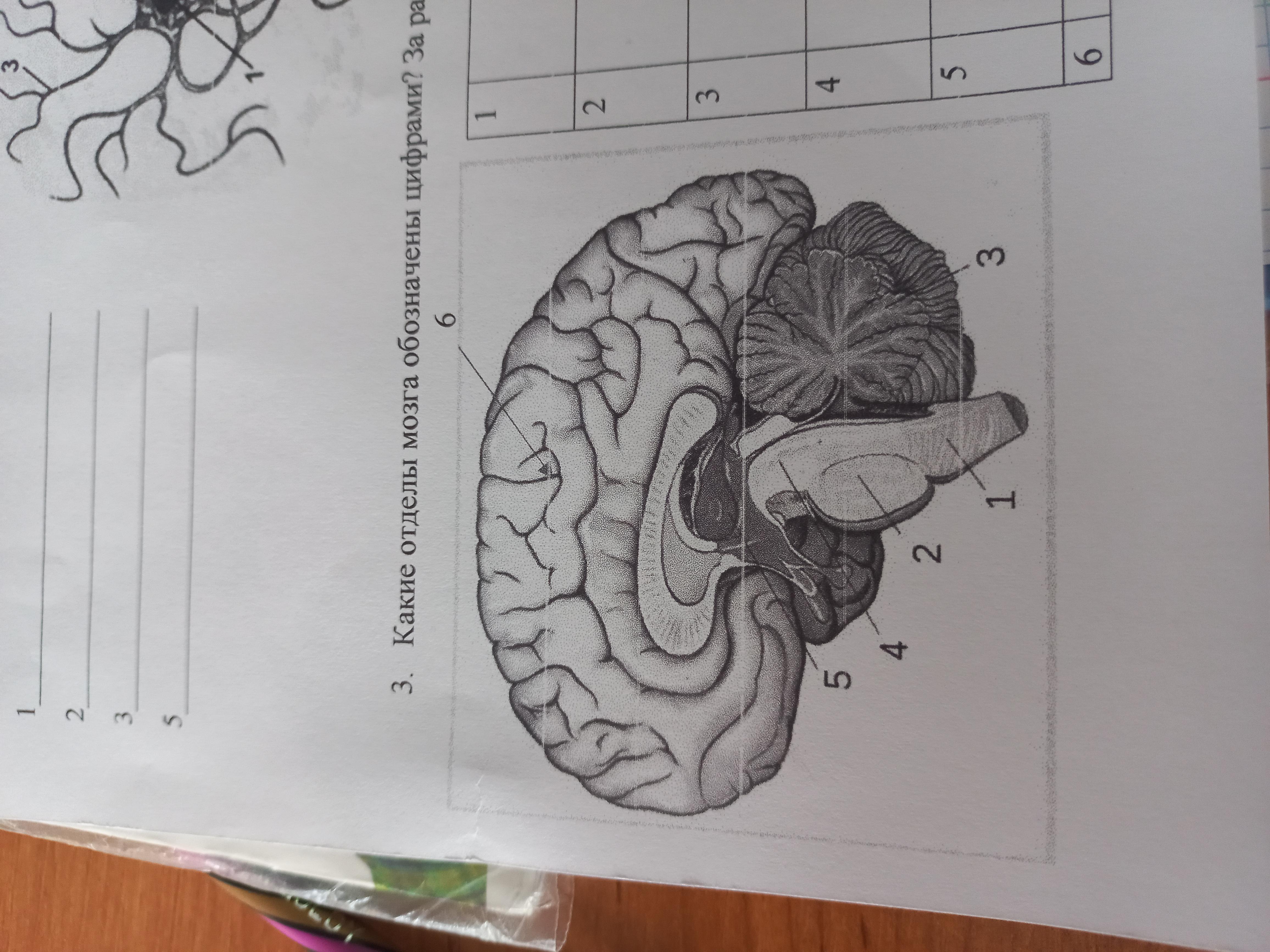 Укажи какими цифрами на рисунке обозначены следующие отделы мозга