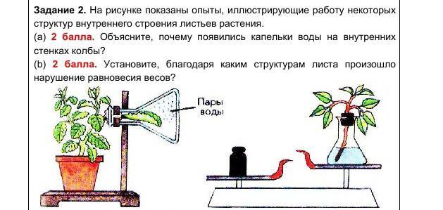 В изображенном на рисунке опыте экспериментатор положил горшок с растением на бок