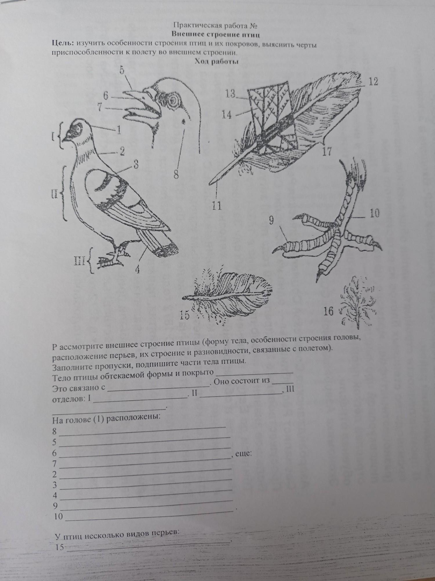 Лабораторная работа по теме внешнее строение птиц