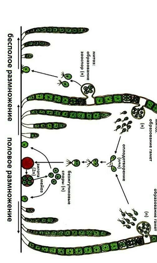 Размножение водорослей улотрикс. Улотрикс жизненный цикл. Улотрикс размножение. Улотрикс размножается. Жизненный цикл улотрикса схема.
