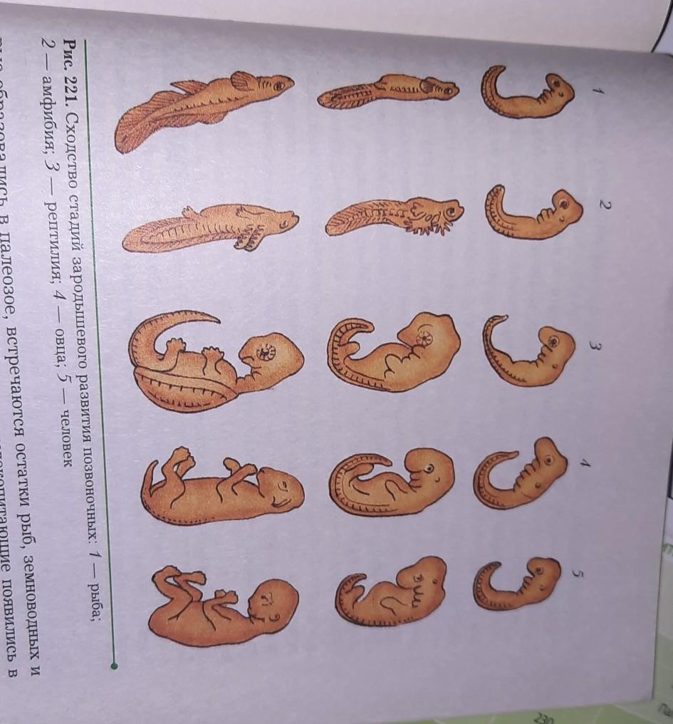 Сравните основные стадии зародышевого развития позвоночных используя рисунок 221 на с 271