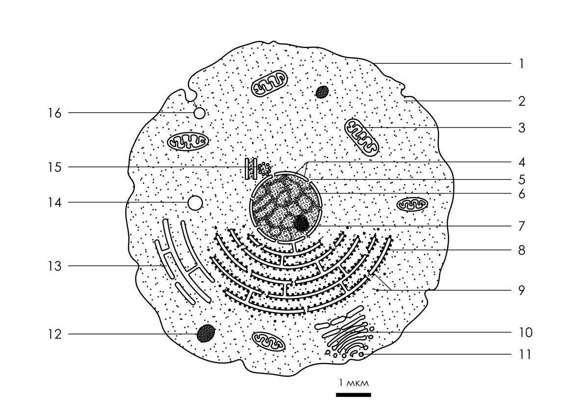 Найди какими цифрами на рисунке обозначены следующие клеточные органоиды эндоплазматическая сеть