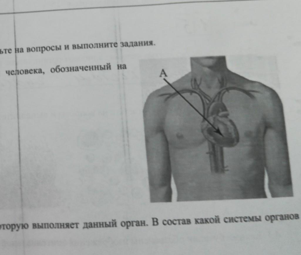 Какой орган человека может служить образцом при изготовлении гибких душевых шлангов 1 пищевод