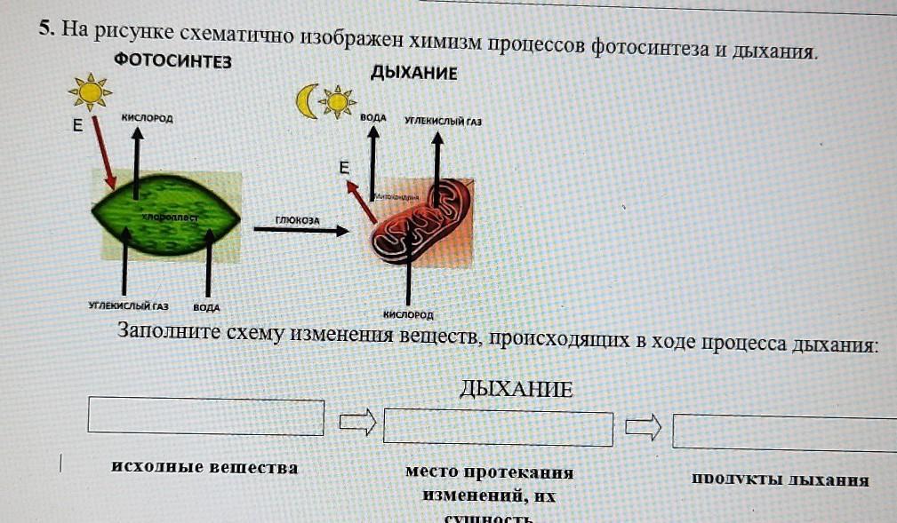 Заполните схему изменения веществ происходящих в ходе процесса дыхания