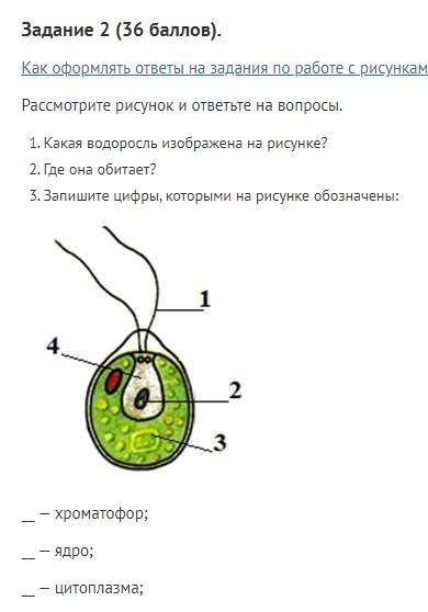 Цианобактерии какой хроматофор