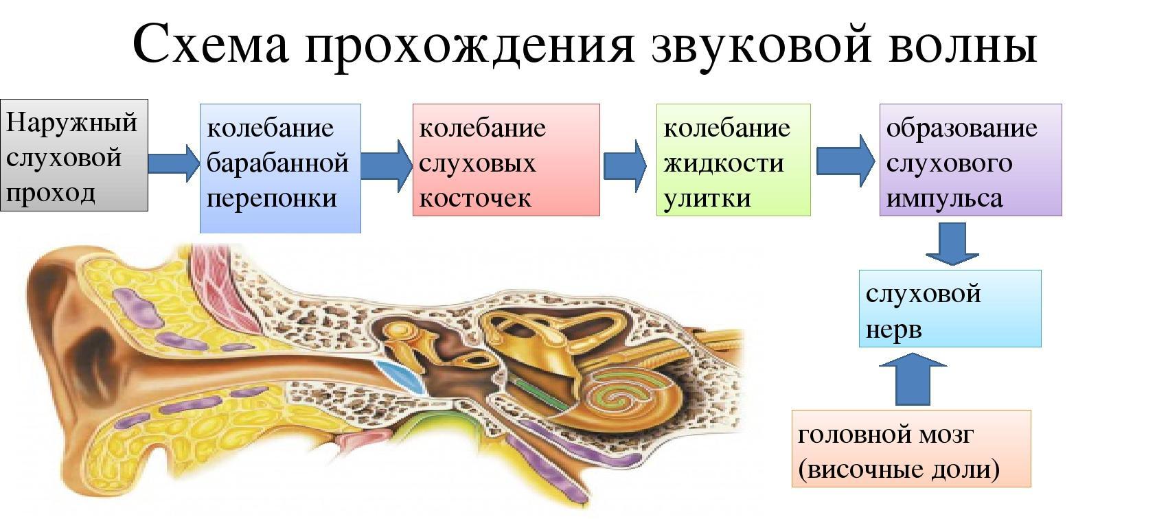 Какой цифрой на рисунке обозначена часть слухового анализатора усиливающая звуковые колебания ответ