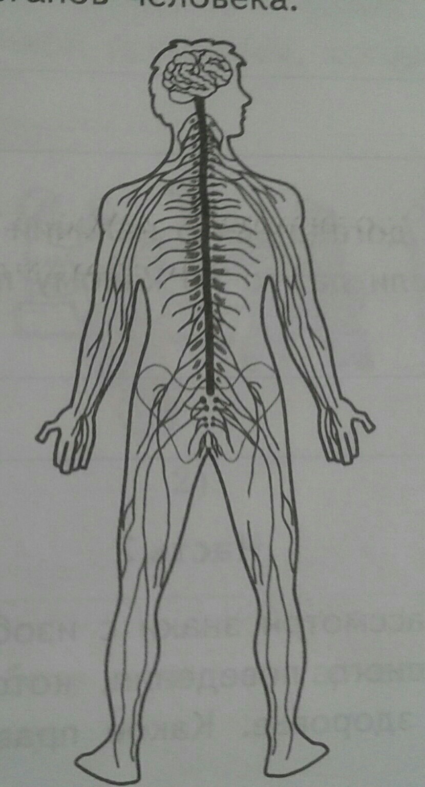 1 из систем органов человека. Изображена одна из систем органов человека. Рисунок на котором изображена одна из систем органов человека. Одна из систем органов человека ВПР. Рисунок на тему нервная система.